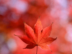 描写秋天的句子优美带图片 秋天到了微信